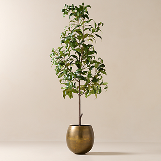 Plants & Planters