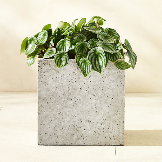Ash Square Grey Cement Indoor/Outdoor Medium Planter 15.5"H