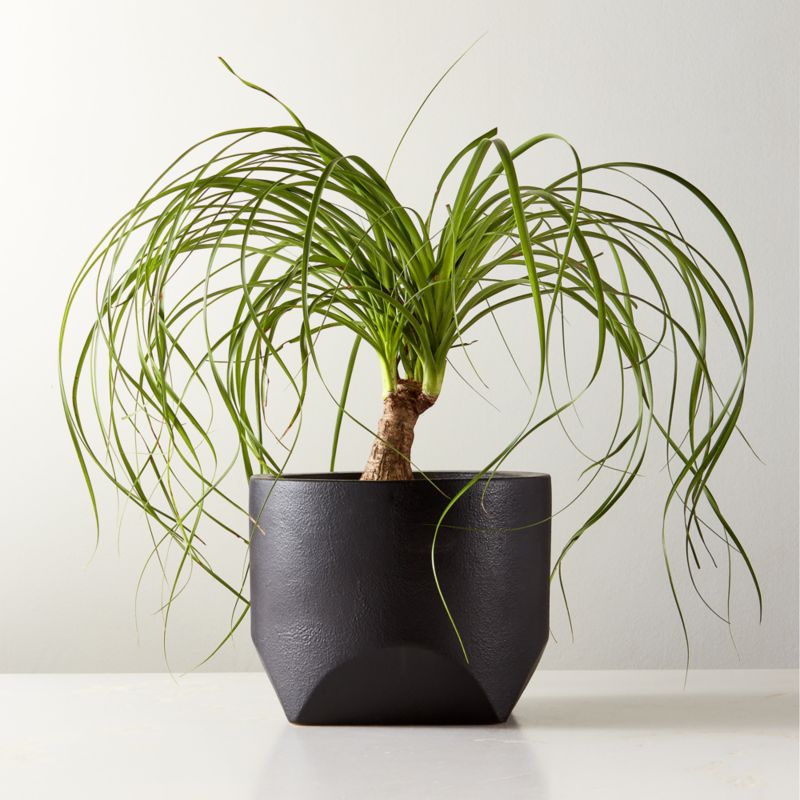 Bethel Black Ceramic Tall Indoor Planter - image 2 of 5