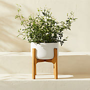 Cheva White Ceramic Indoor/Outdoor Planter with Teak Stand 13.5"x14.75"