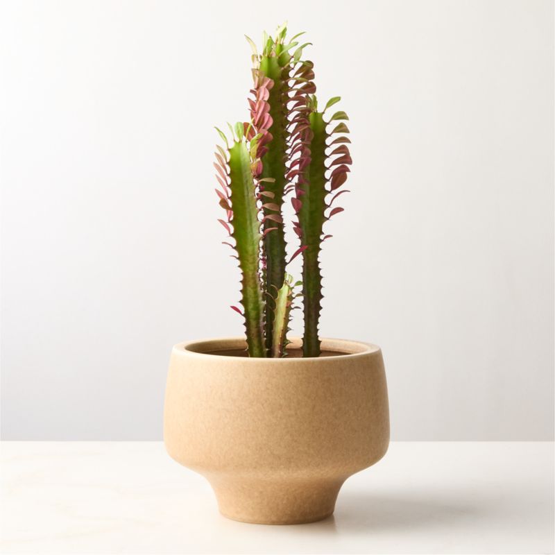 View Dinah Beige Ceramic Planter Small details