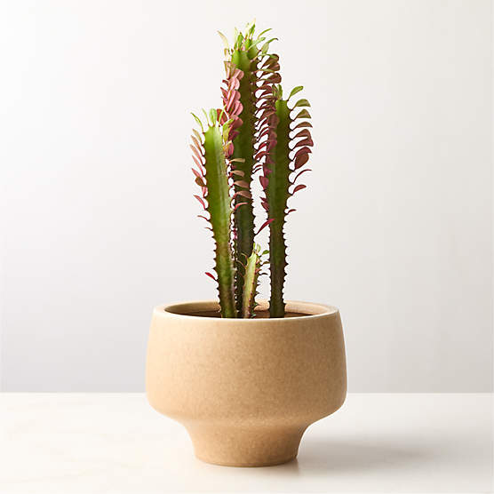 Dinah Beige Ceramic Planter Small