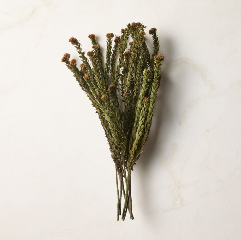 Dried Buxifolia Stem Bunch 20" - image 1 of 3