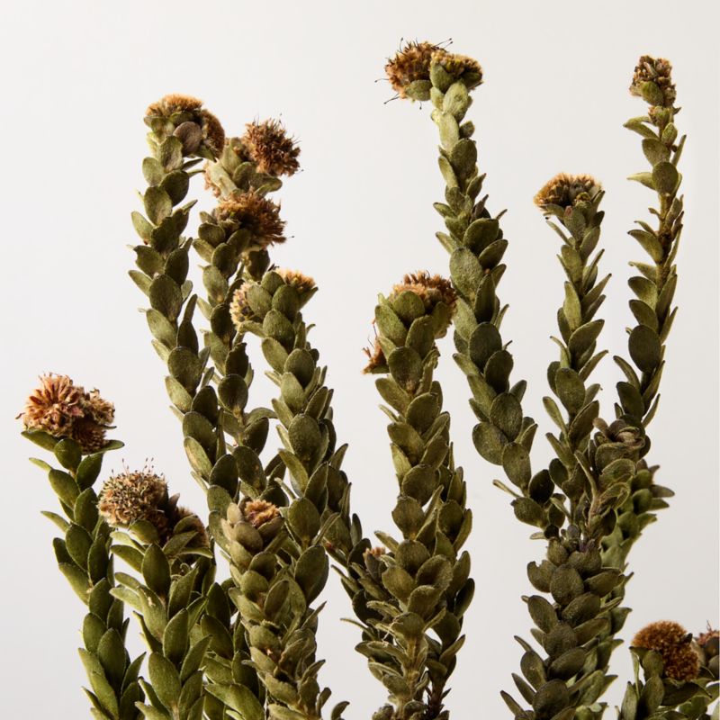 Dried Buxifolia Stem Bunch 20" - image 2 of 3