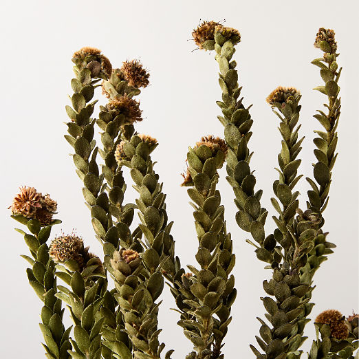 Dried Buxifolia Stem Bunch 20"