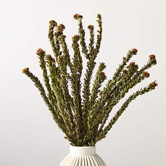 Dried Buxifolia Stem Bunch 20"