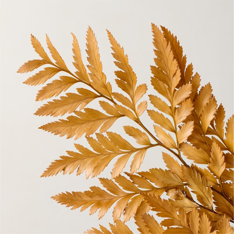 Dried Amber Fern Bunch 24" - image 2 of 4