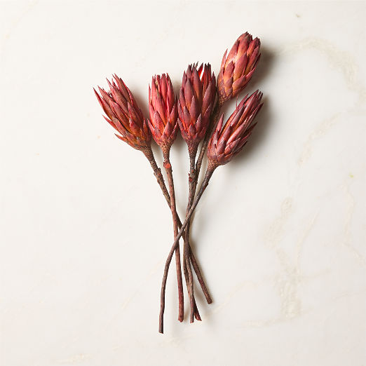 Dried Protea Bunch 20"