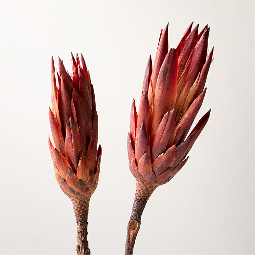 Dried Protea Bunch 20"