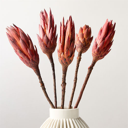 Dried Protea Stem 20"