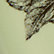Green and Black