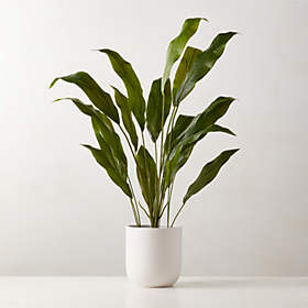 Small Rubber Tree Plant (Fiscus Elastica) in 6'' White Ceramic Pot