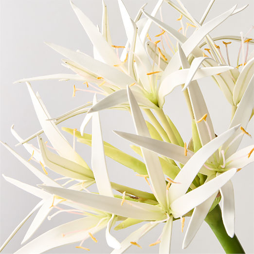 Faux White Spider Lily Stem 24"