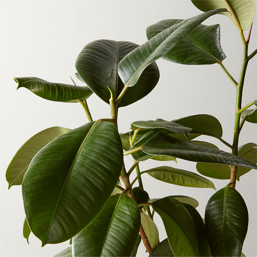 Live Ficus Elastica Rubber Plant 6" in Black Ceramic Pot