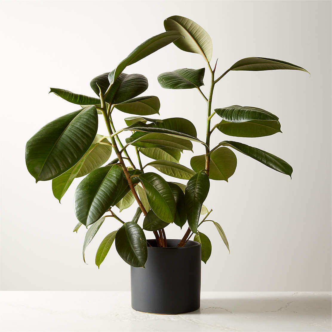 Small ZZ Plant (Zanzibar Gem) in 6'' Matte Black Ceramic Pot + Reviews ...