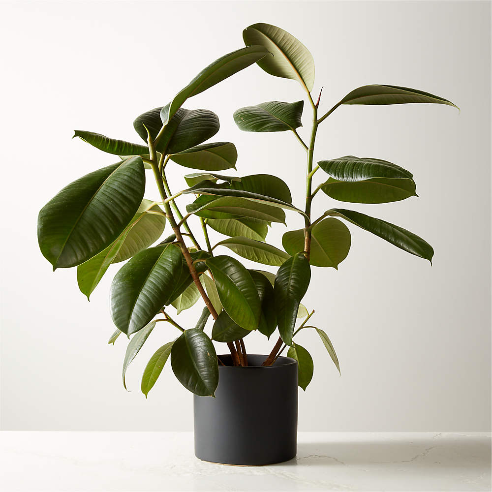 Small Rubber Tree Plant (Fiscus Elastica) in 6'' Black Ceramic Pot