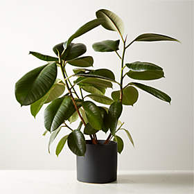 Small ZZ Plant (Zanzibar Gem) in 6'' Matte Black Ceramic Pot