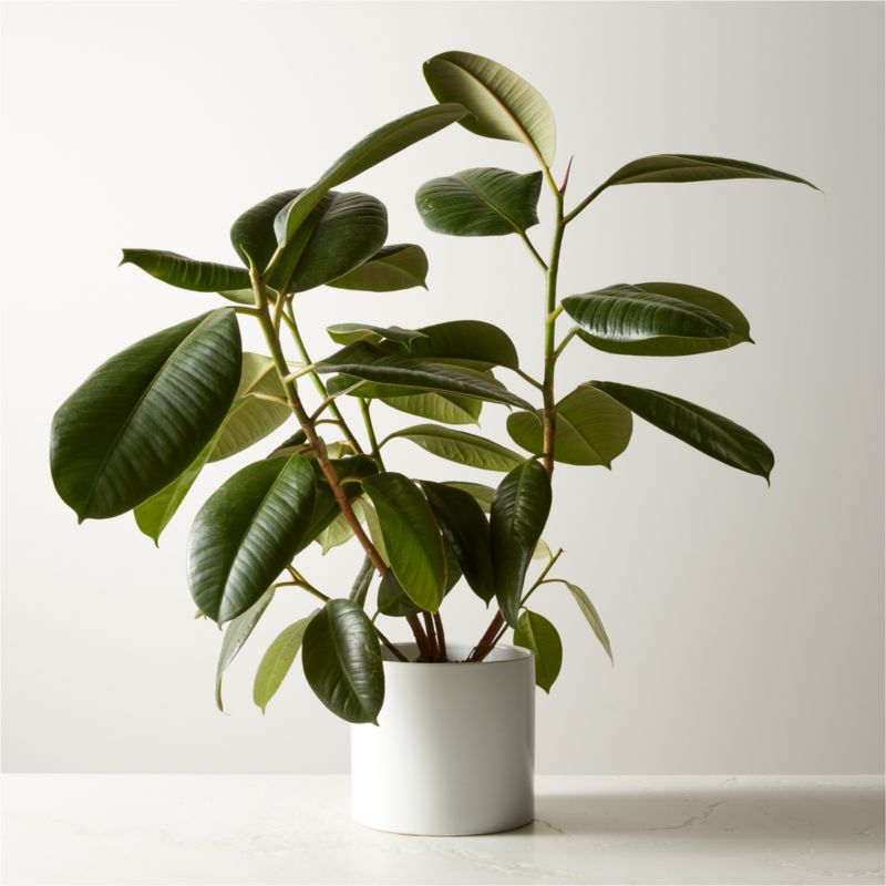 Small Rubber Tree Plant (Fiscus Elastica) in 6'' White Ceramic Pot +  Reviews