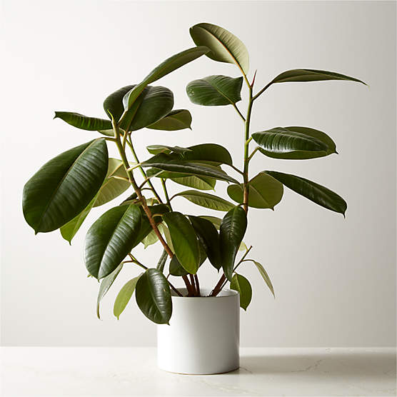 Live Ficus Elastica Rubber Plant 6" in White Ceramic Pot