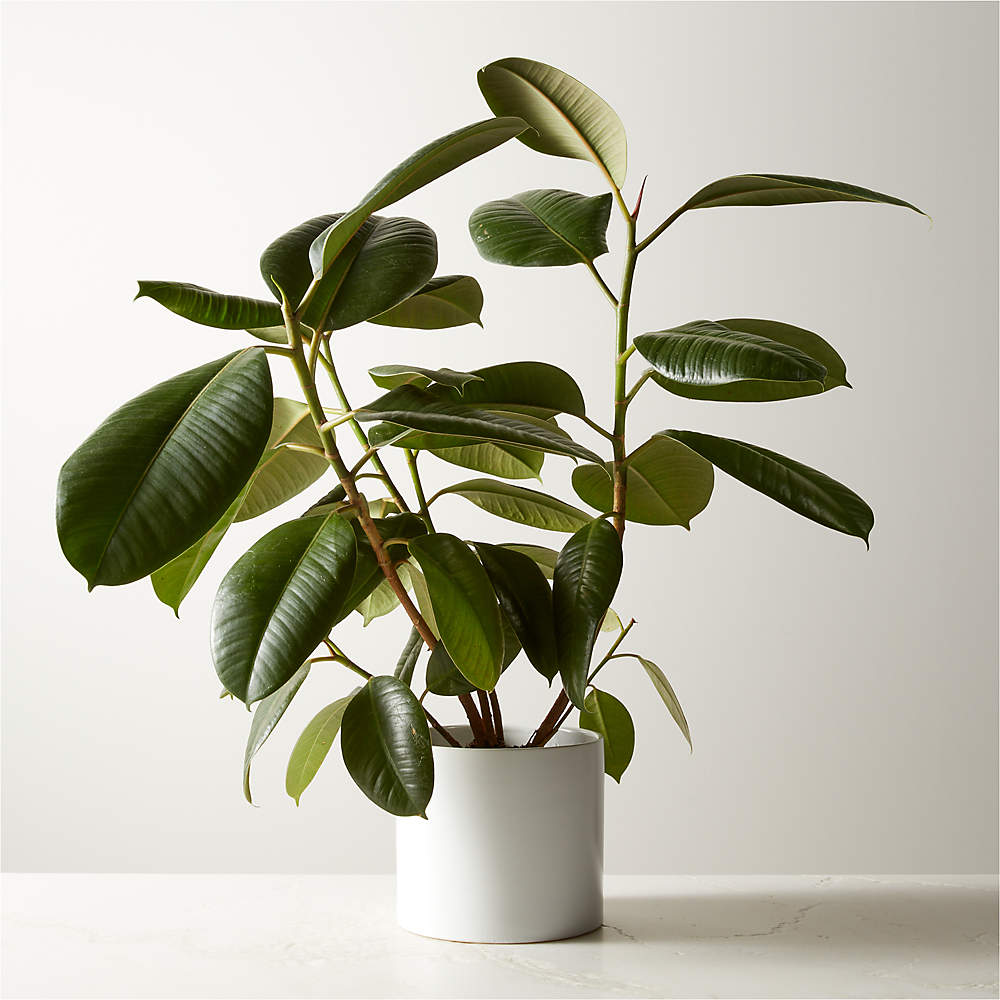 live ficus elastica rubber plant 6" in white ceramic pot