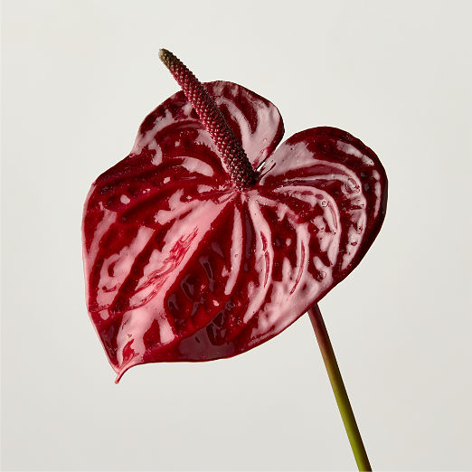 Faux Burgundy Anthurium Stem 26"