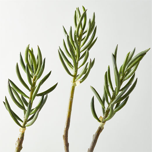 Faux Potted Mini Pine Tree Succulent Plant In White Ceramic Pot 26"