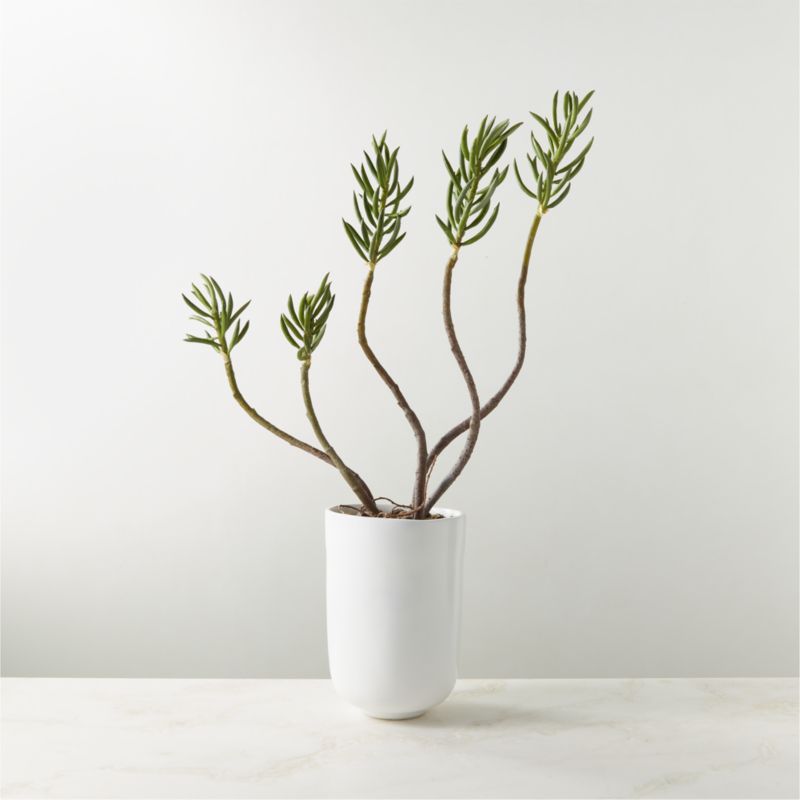 Faux Potted Mini Pine Tree Succulent Plant in White Resin Pot 26" - image 0 of 3