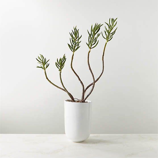 Faux Potted Mini Pine Tree Succulent Plant In White Ceramic Pot 26"