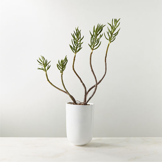 Faux Potted Mini Pine Tree Succulent Plant In White Ceramic Pot 26"