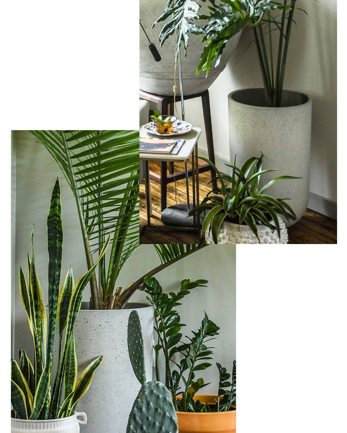 Modern planter ideas with Hilton Carter and CB2