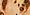 Burl Wood