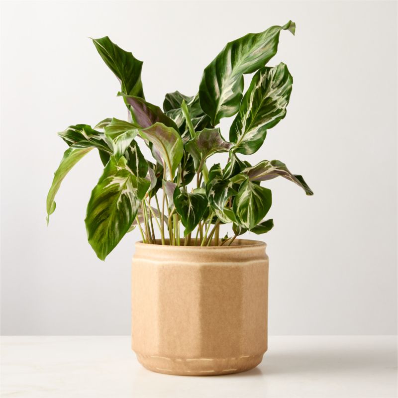 Miramar Paneled Beige Ceramic Planter with Reactive Glaze - image 0 of 4