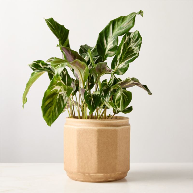 View Miramar Paneled Beige Ceramic Planter with Reactive Glaze details