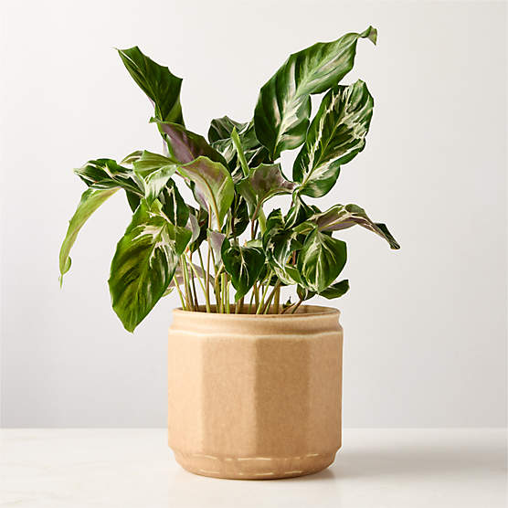 Miramar Paneled Beige Ceramic Planter with Reactive Glaze