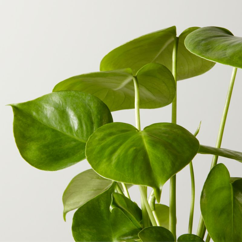 Live Monstera Plant 6" in White Ceramic Pot - image 2 of 3