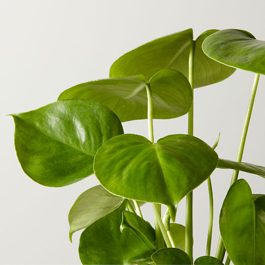 Live Monstera Plant 6" in White Ceramic Pot
