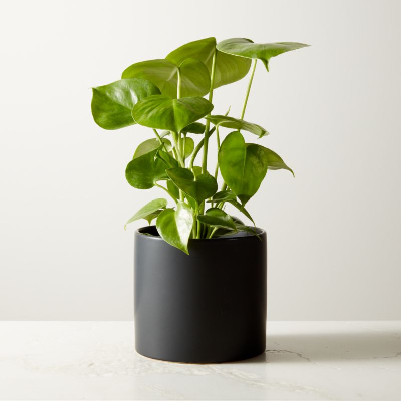 Live Monstera Plant 6" in Black Ceramic Pot - image 0 of 3