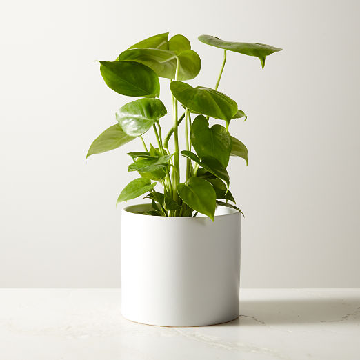 Live Monstera Plant 6" in White Ceramic Pot