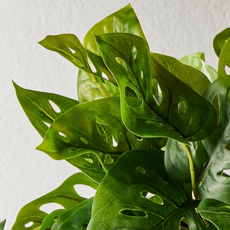 Potted Monstera Adansonii 13" - image 2 of 3