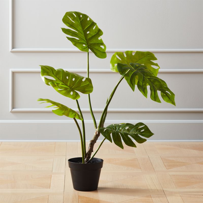 Shop Faux Potted Monstera Plant 29" + Reviews | CB2 from CB2 on Openhaus
