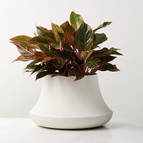 Sakina Ivory Faux Plaster Indoor/Outdoor Small Planter Bowl 9"