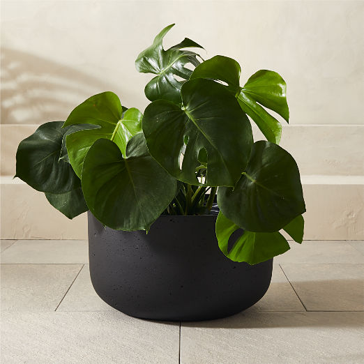 Seminyak Black Cement Indoor/Outdoor Planter Low