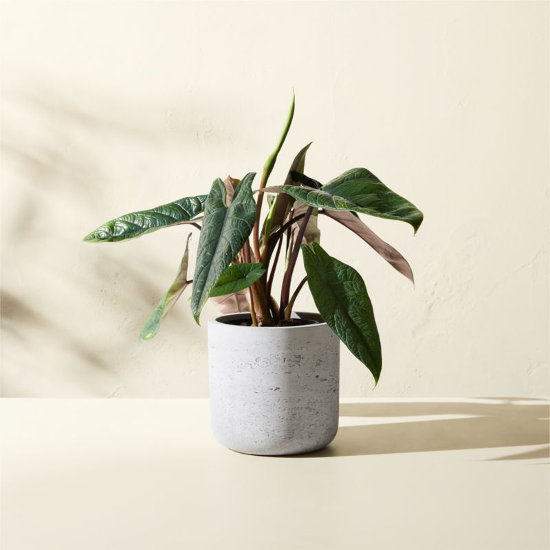 View Seminyak Grey Cement Indoor/Outdoor Planter Mini details