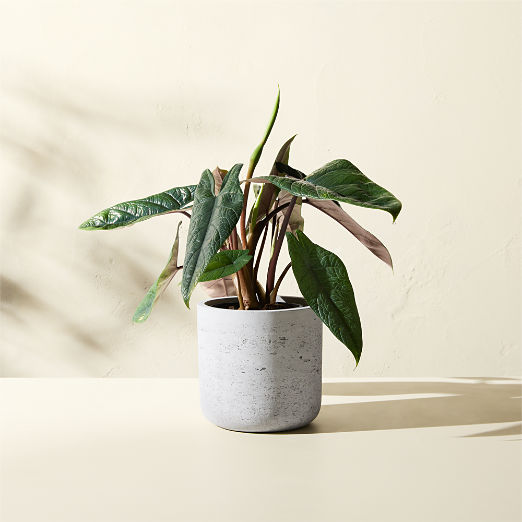 Seminyak Grey Cement Indoor/Outdoor Planter Mini