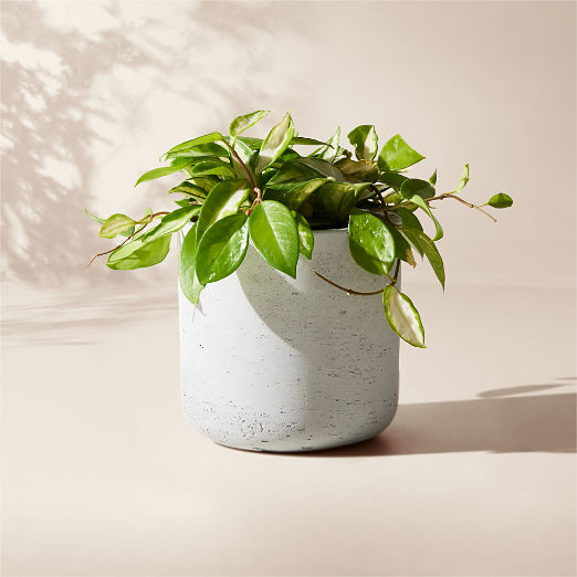 Seminyak Grey Cement Indoor/Outdoor Small Planter 6.75"H