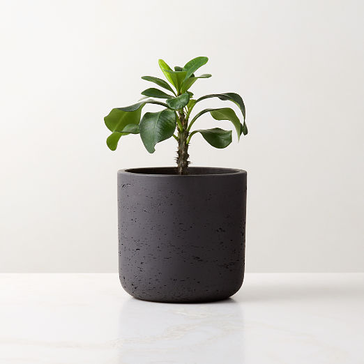 Seminyak Black Cement Indoor/Outdoor Small Planter 6.75"H