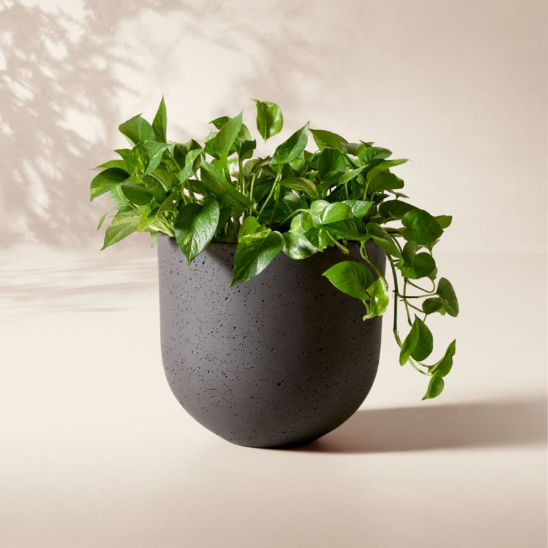 View Seminyak Black Cement Indoor/Outdoor Small Planter 12.25"H details