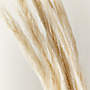 View Split Bleached Dried Palm Stem Bunch 34" - image 2 of 2