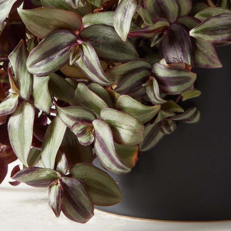 Live Tradescantia Zebrina Inch Plant 6" in Black Ceramic Pot - image 2 of 3