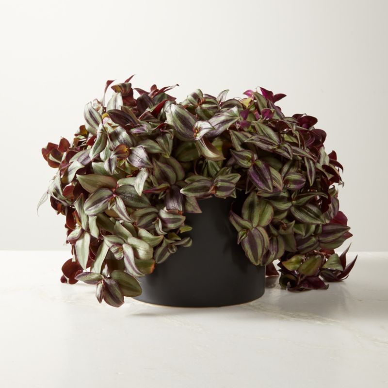 Live Tradescantia Zebrina Inch Plant 6" in Black Ceramic Pot - image 0 of 3